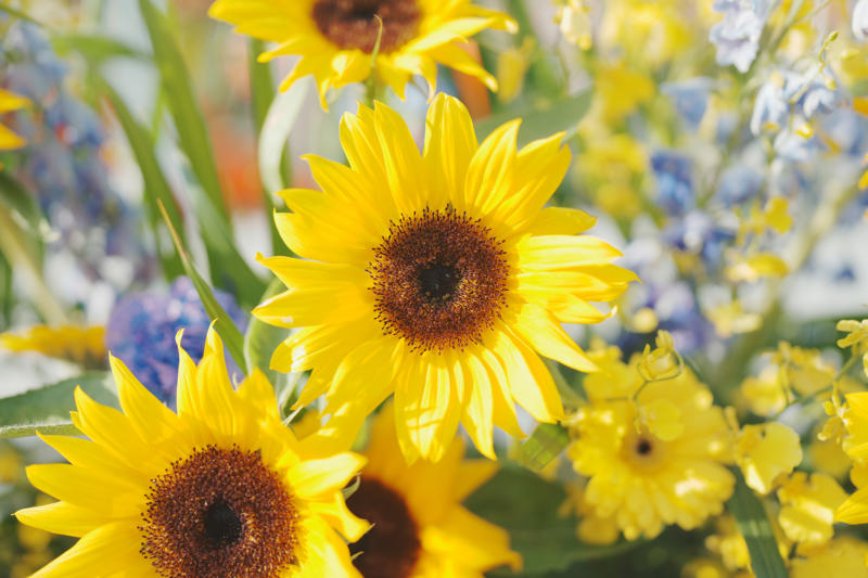 広島フェイスペイント組合-FFFP2024−5.4-141